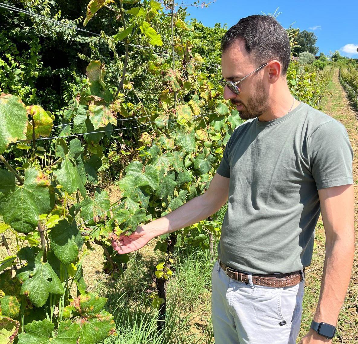 Strada chiusa per frana vigneti in difficoltà per i funghi