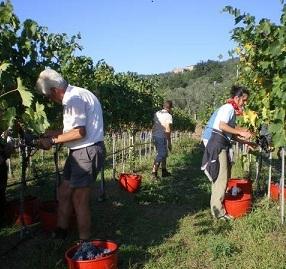 Vendemmia anticipata in Oltrepò quantità in calo qualità eccellente