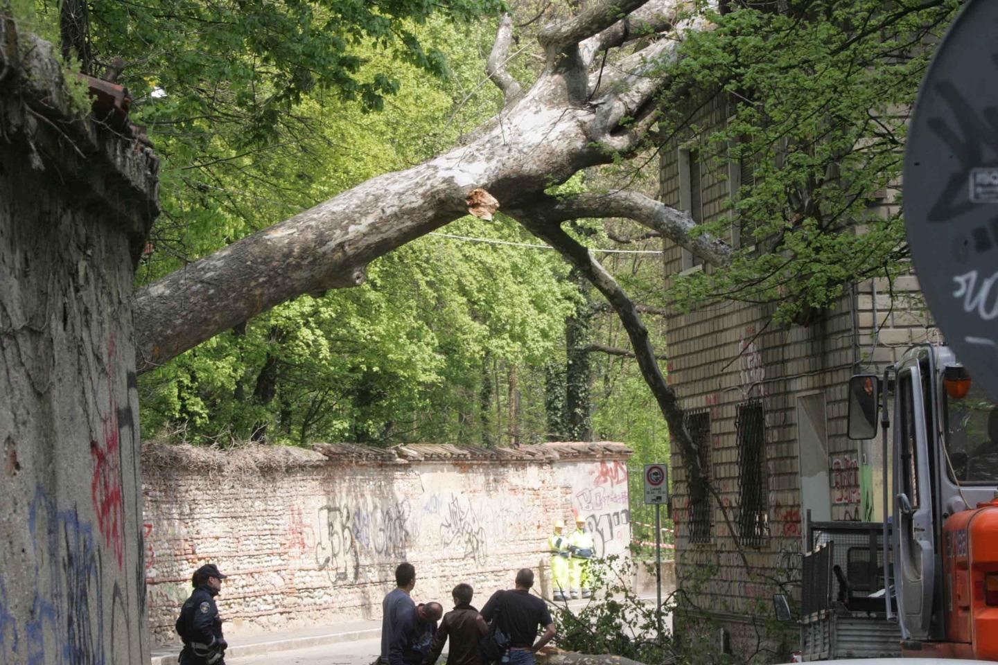 Alberi Caduti Comune Pronto A Licenziare L Ati