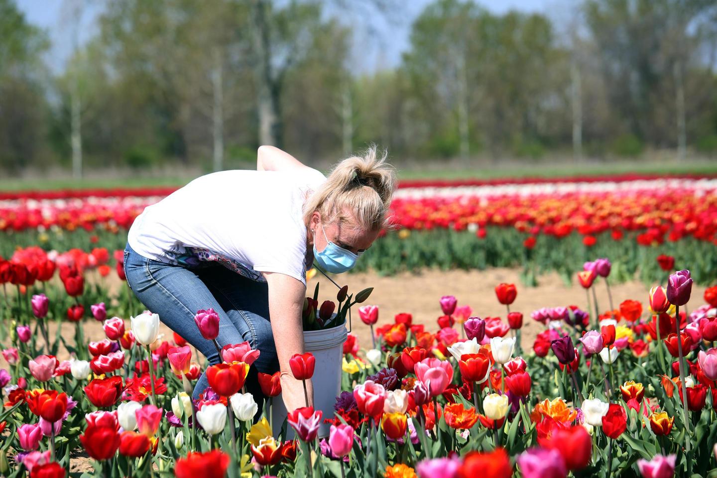 Arese Apre Il Campo Di Tulipani Quando Orari E Biglietti D Ingresso