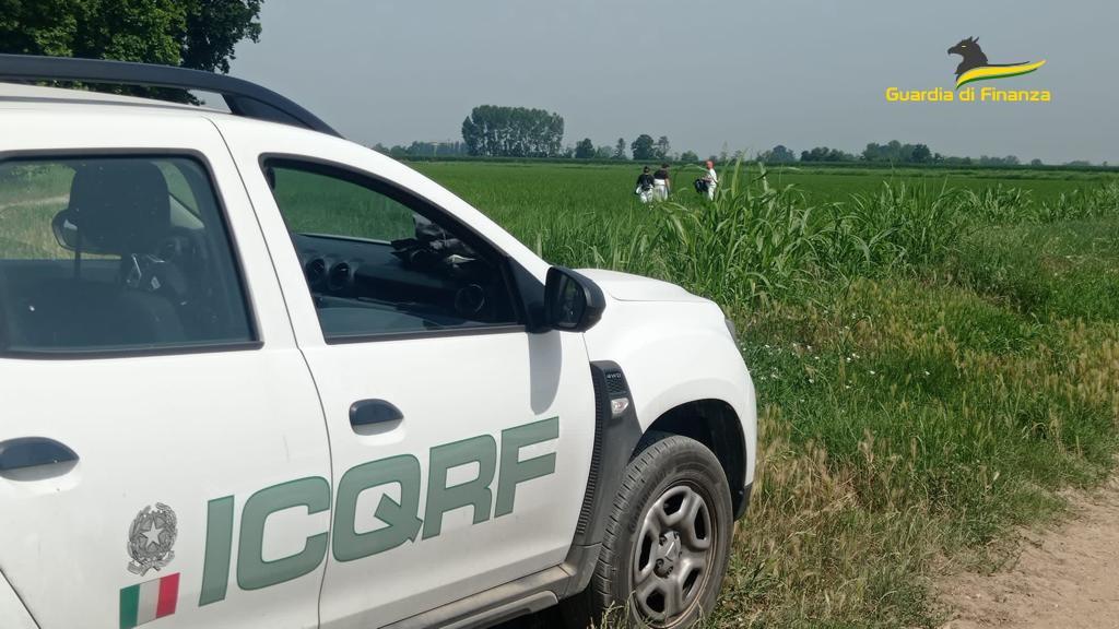 Pavia Maxi Frode Nel Settore Del Riso Biologico Perquisizioni In