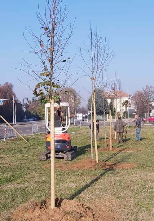 Dopo Gli Abbattimenti Arrivano I Nuovi Alberi