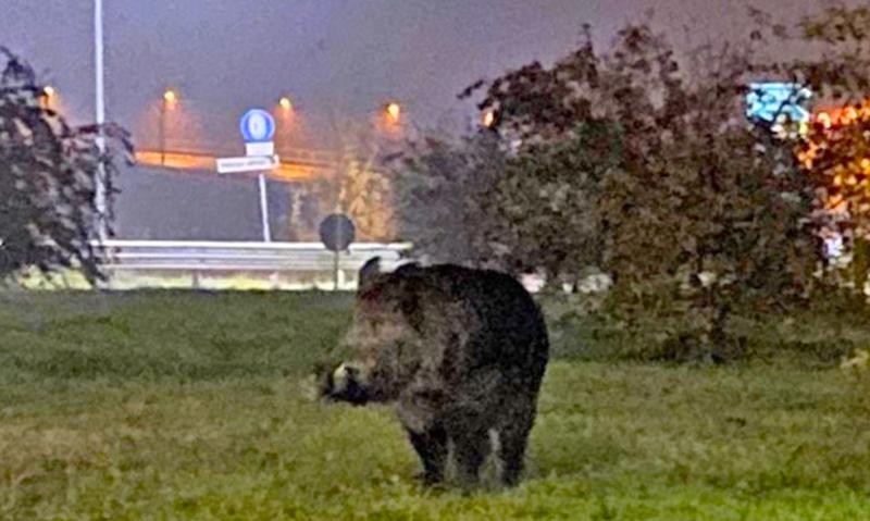 Bergamo Cinghiale A Spasso Al Casello Della Brebemi