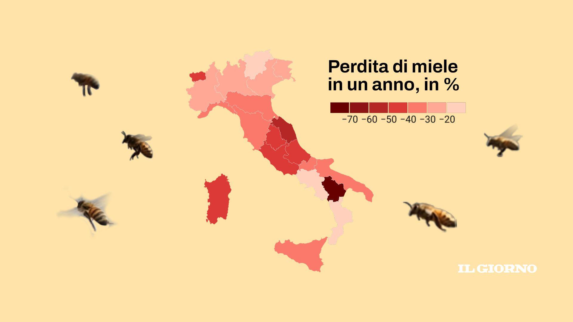 Clima Pazzo Coldiretti Sos Api Dimezzata Raccolta Del Miele