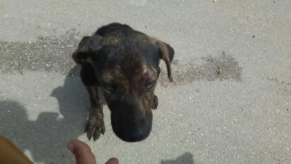 Cane Ferito Abbandonato Nella Stazione Della Metropolitana