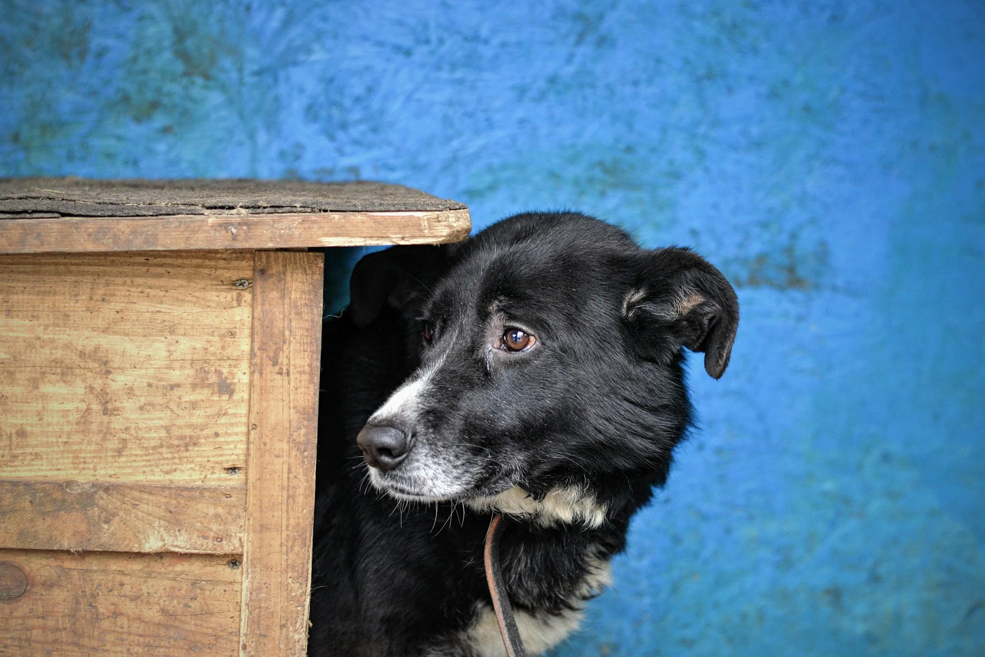 Cagnolina Con La Bocca Sigillata Con Il Nastro Adesivo Per Non Abbaiare