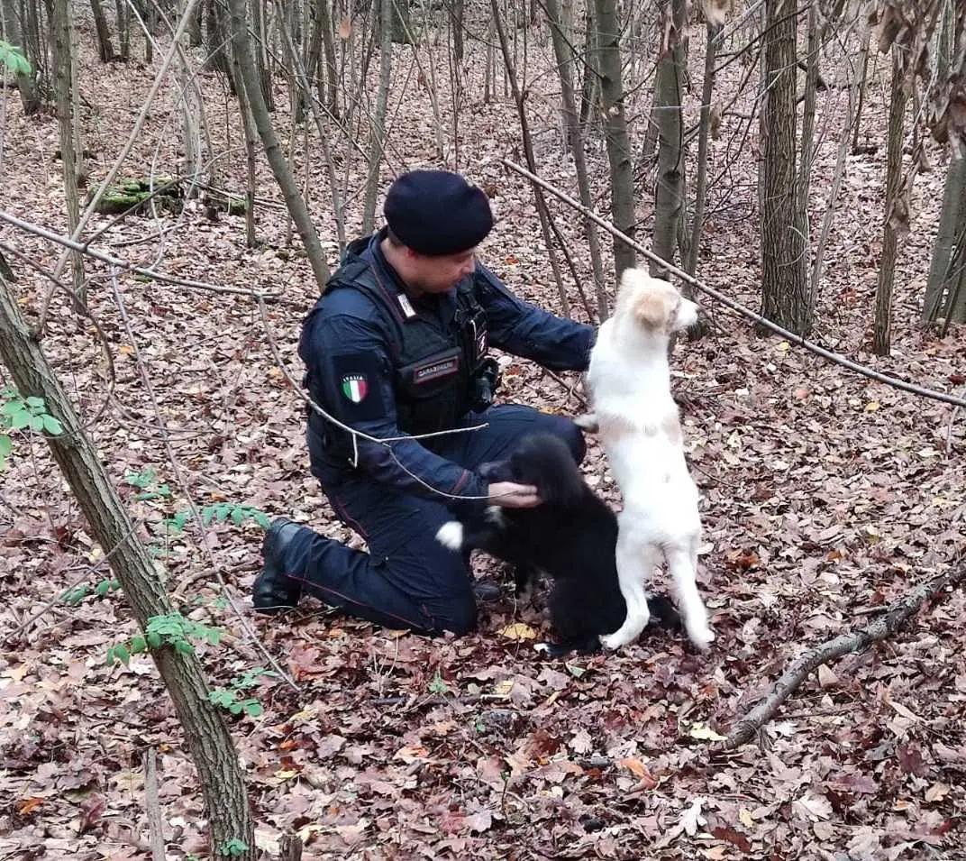 Due cani ritrovati dai carabinieri