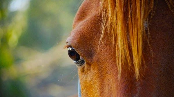 Cavallo in una foto di repertorio