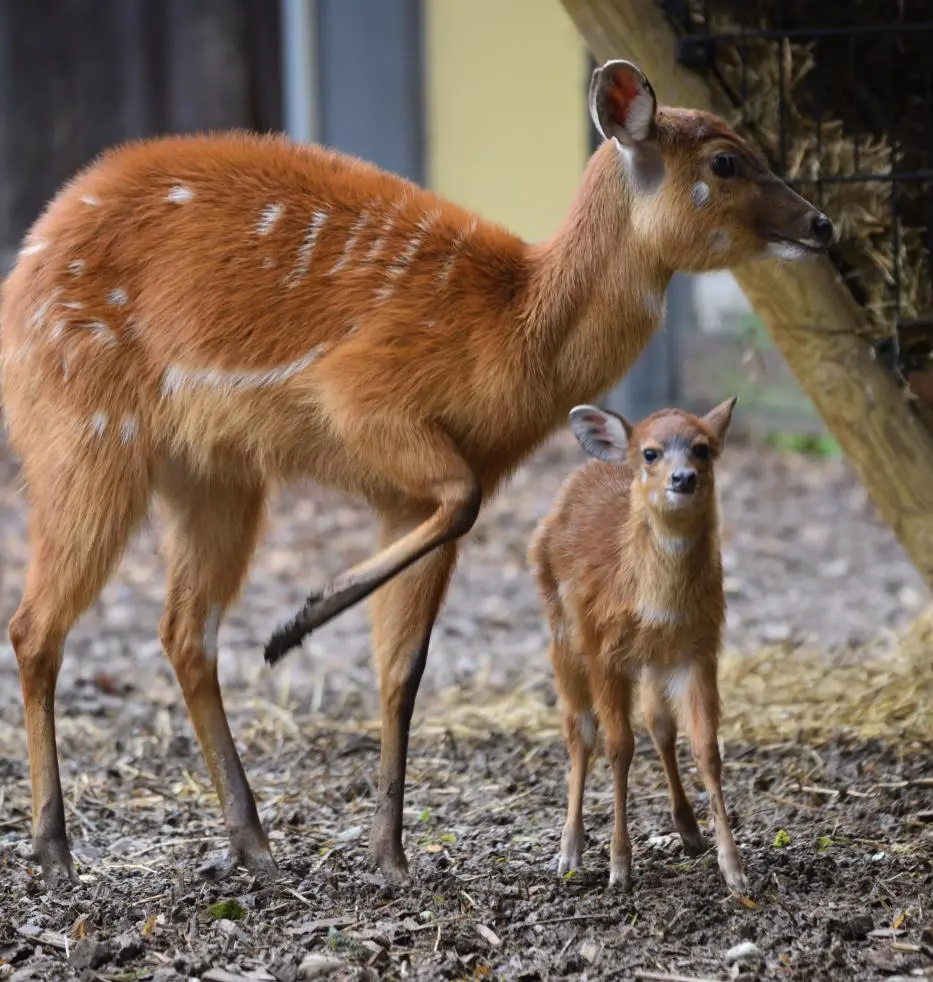 Piccolo di antilope nato all’ospedale veterinario