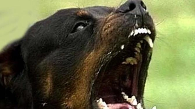 Un cane di razza rottweiler 