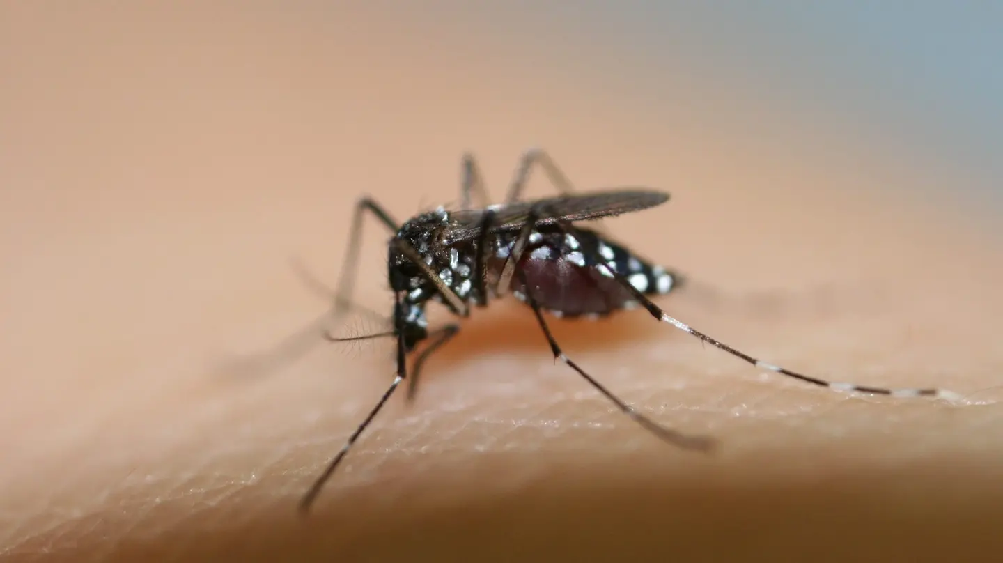 Bimbo mantovano infetto da Dengue, scatta la disinfestazione