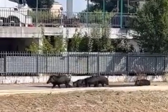 Cinghiali a spasso a mezzogiorno in via Bramante a Pavia