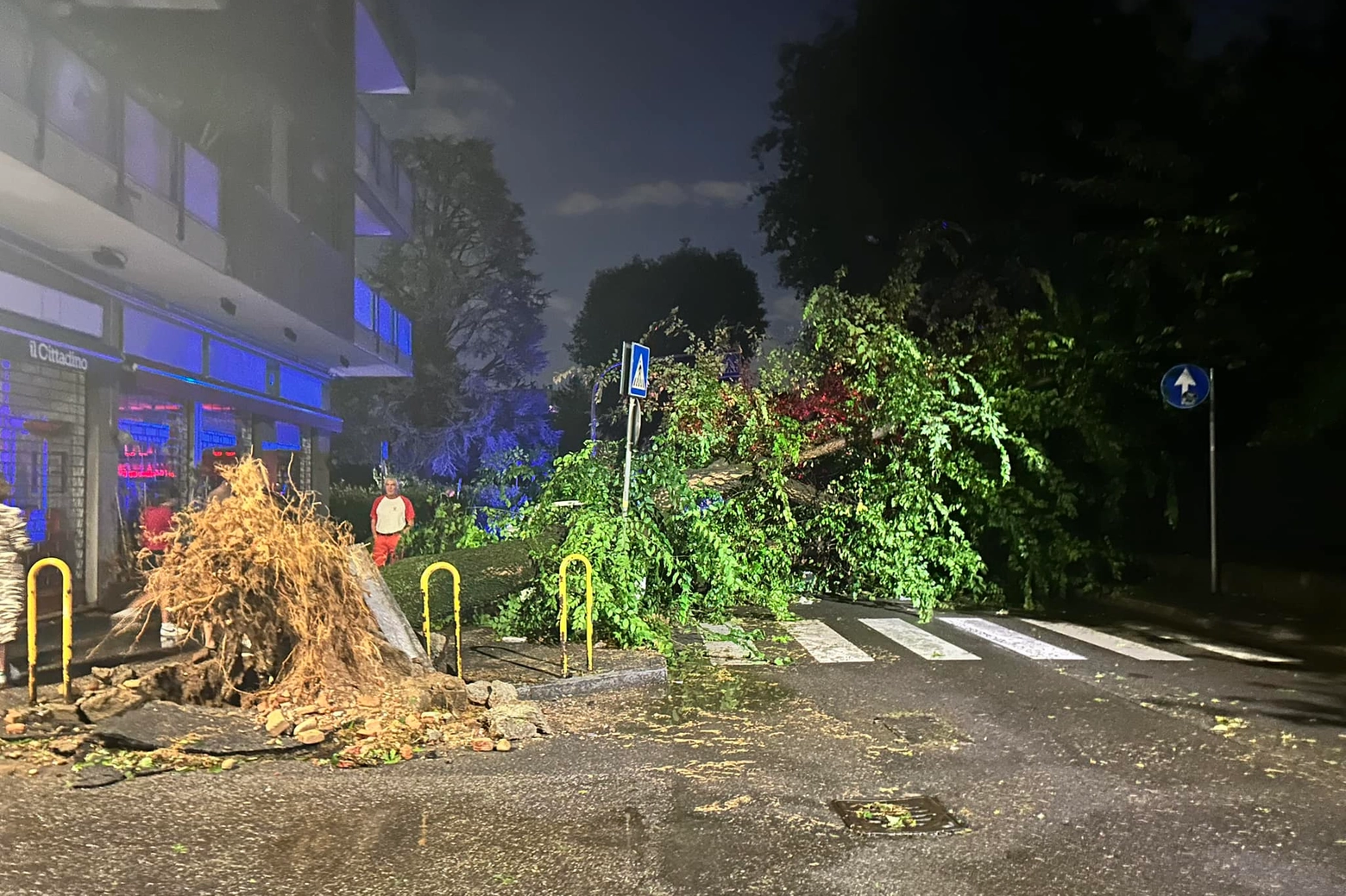 Albero abbattuto dal nubifragio a Monza