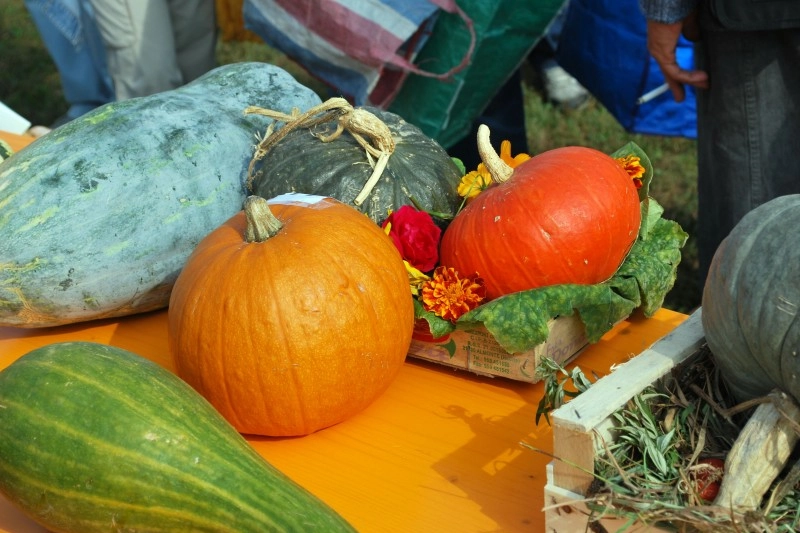 Festa della zucca