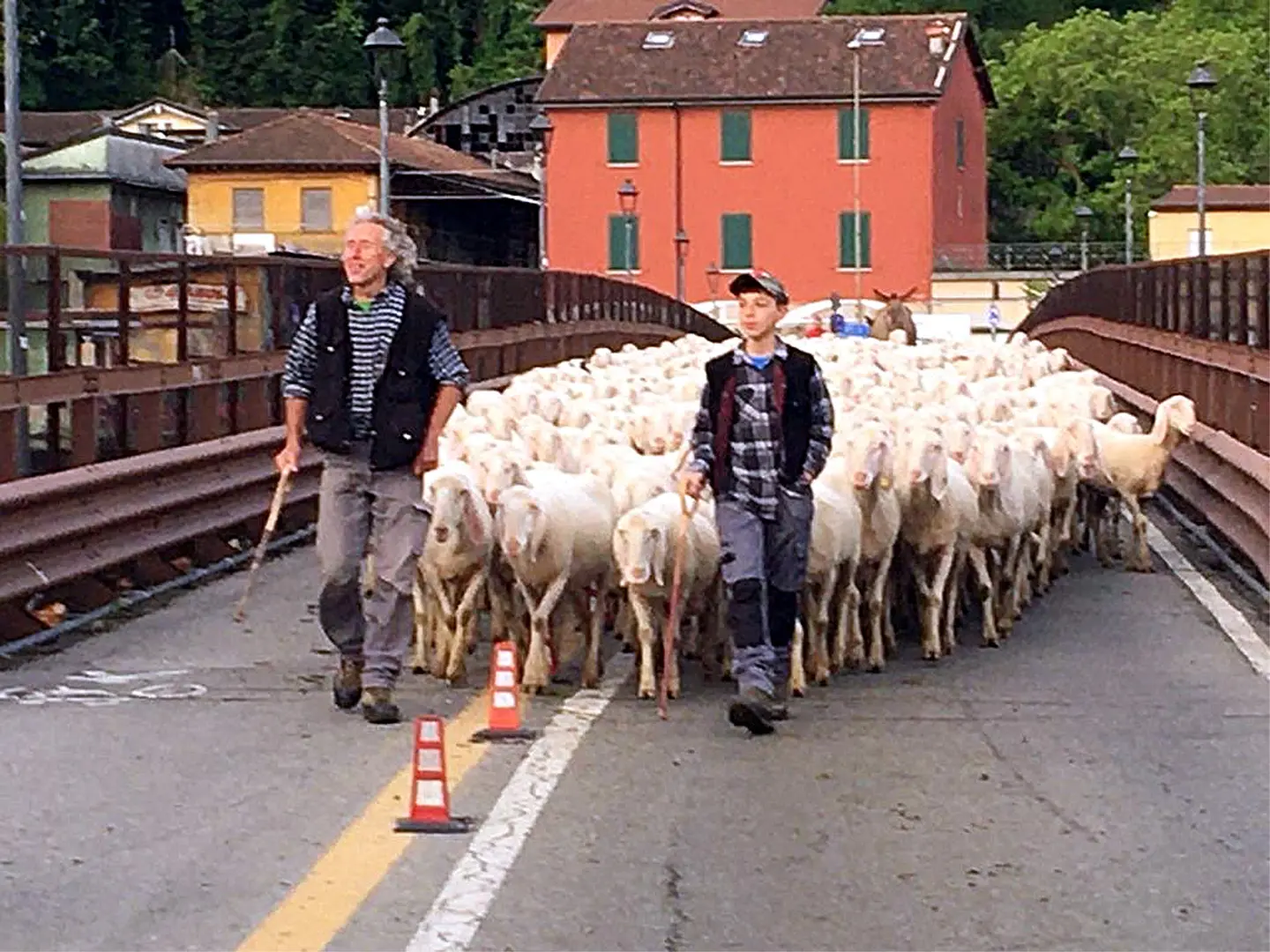 Lecco, tremila pecore: la transumanza invade la città