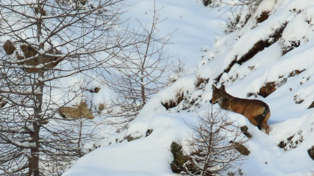 Trovata carcassa di cervo  "Ma niente allarmismi"