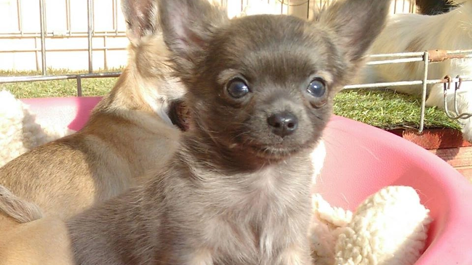 I cuccioli di cane rubati a Cuggiono