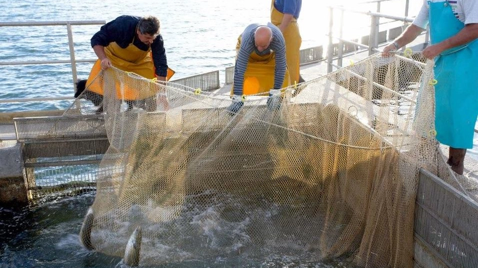 L’obiettivo è sostenere anche l’attività dei pescatori