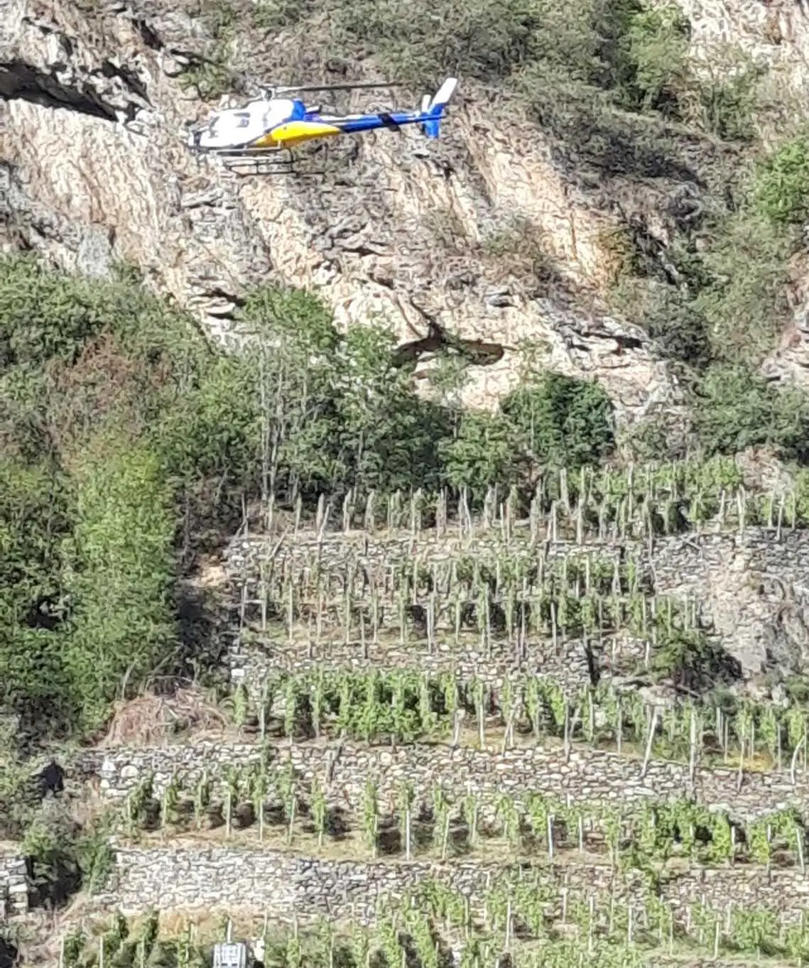 Vendemmia cinque stelle “Decollo” dalla Valtellina