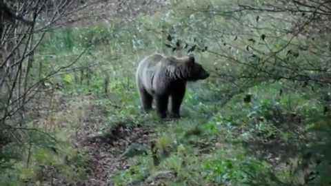 L'esemplare di orso avvistato in Valtellina