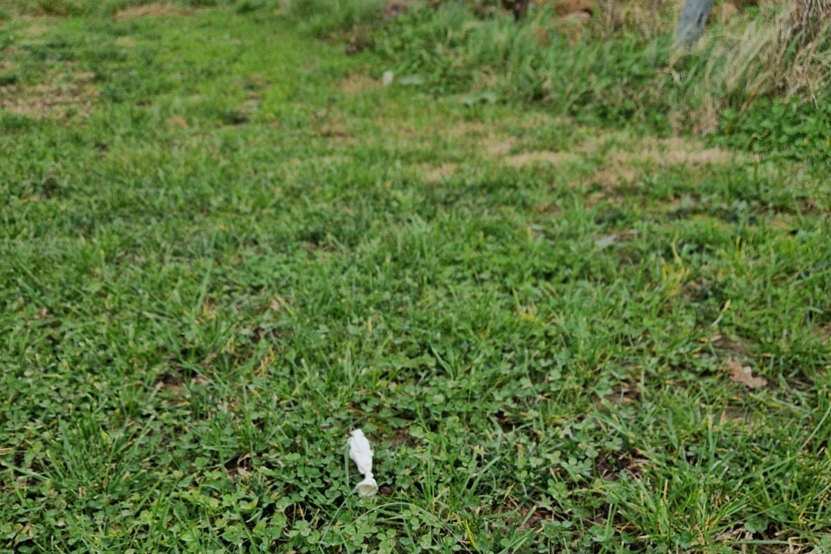 La letterina di Arianna trovata vicino ad una vigna (profilo facebook Podere Casanova)