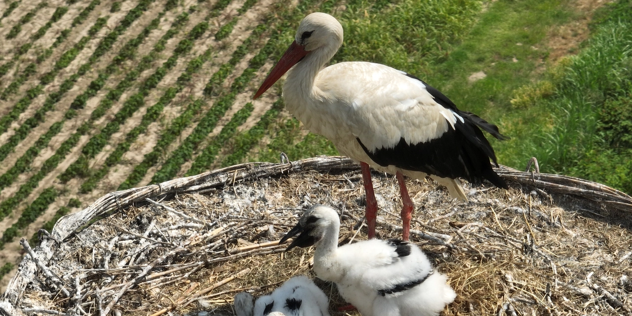 I piccoli di cicogna nati a Carpiano