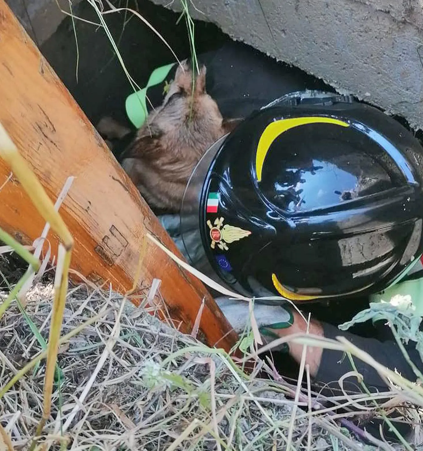 Salvato cagnolino caduto in un pozzo