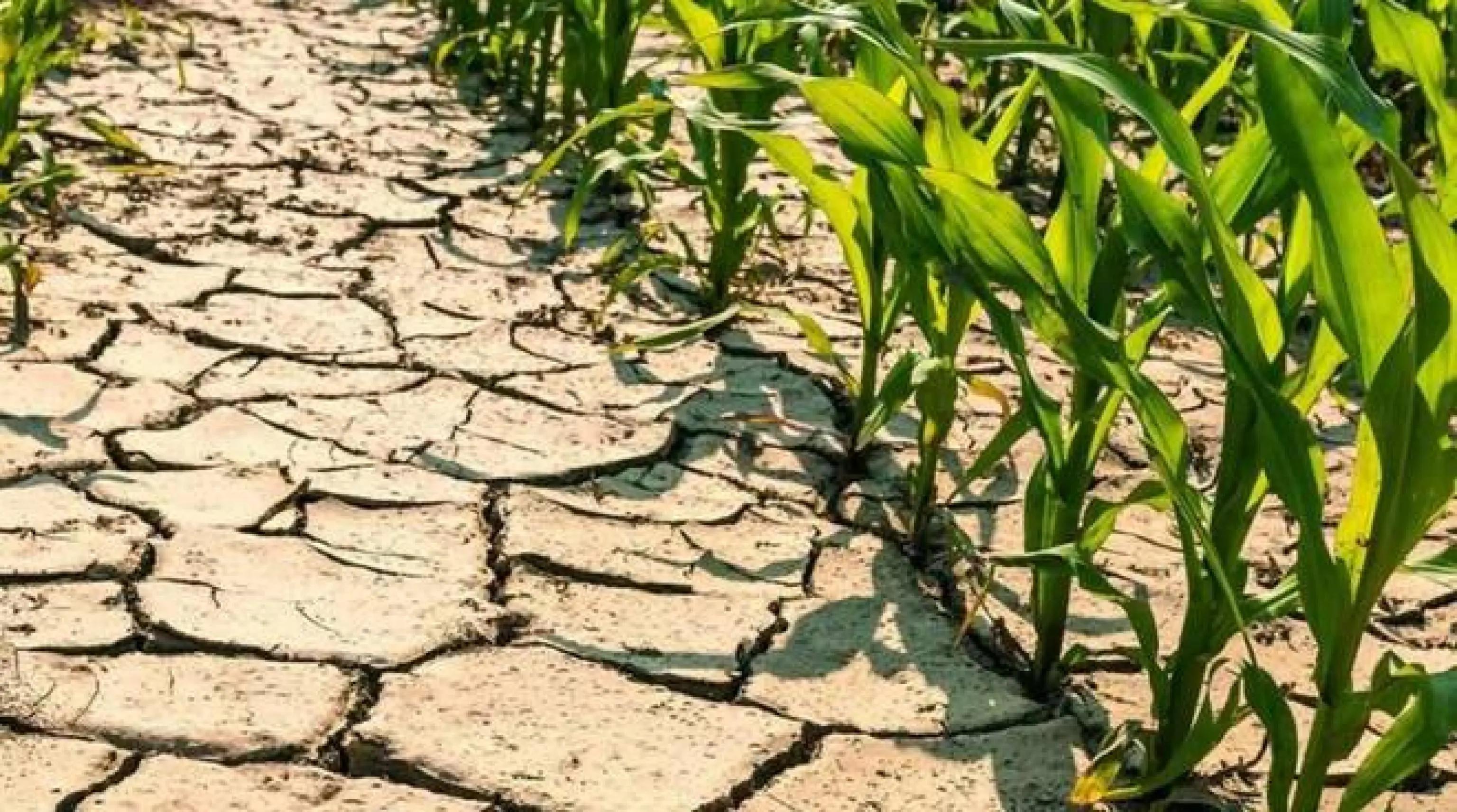 Emergenza siccità Lombardia, conto alla rovescia: ancora 10 giorni e l’acqua sarà finita