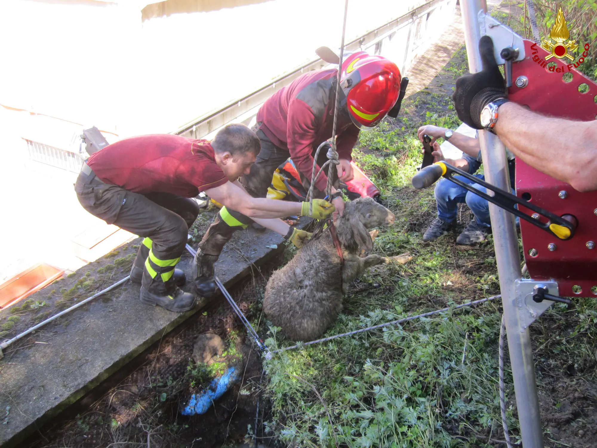 Oggiono, pecore disperse precipitano in un pozzo