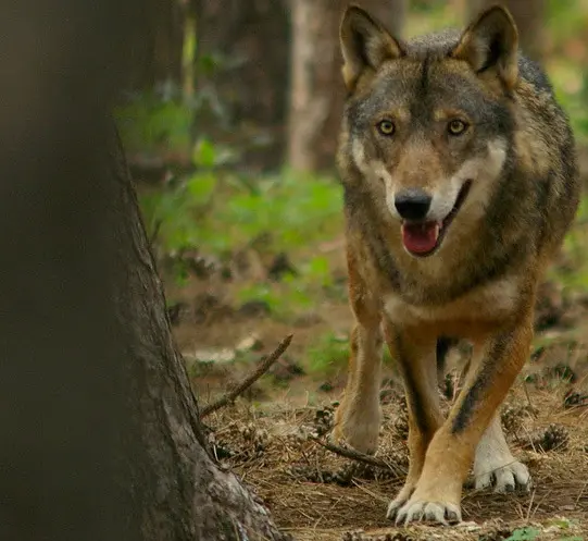 Sondalo, lupi predatori "morigerati": indennizzi per 44 casi