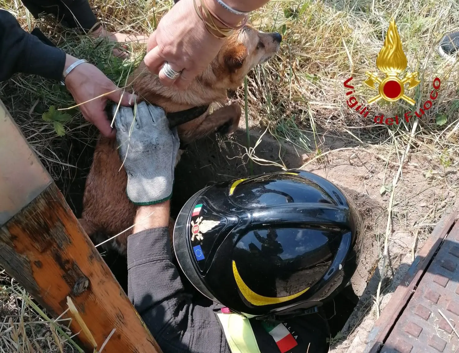 Lipomo, cagnolino precipita in un pozzo: salvato dai vigili del fuoco