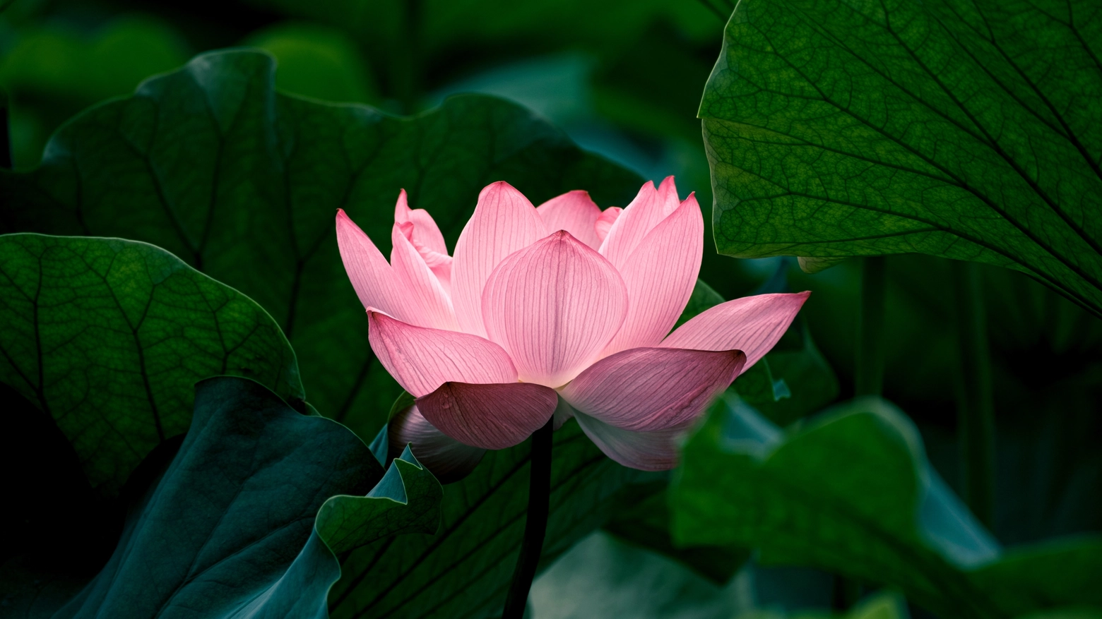 Il fiore di loto, simbolo di resistenza