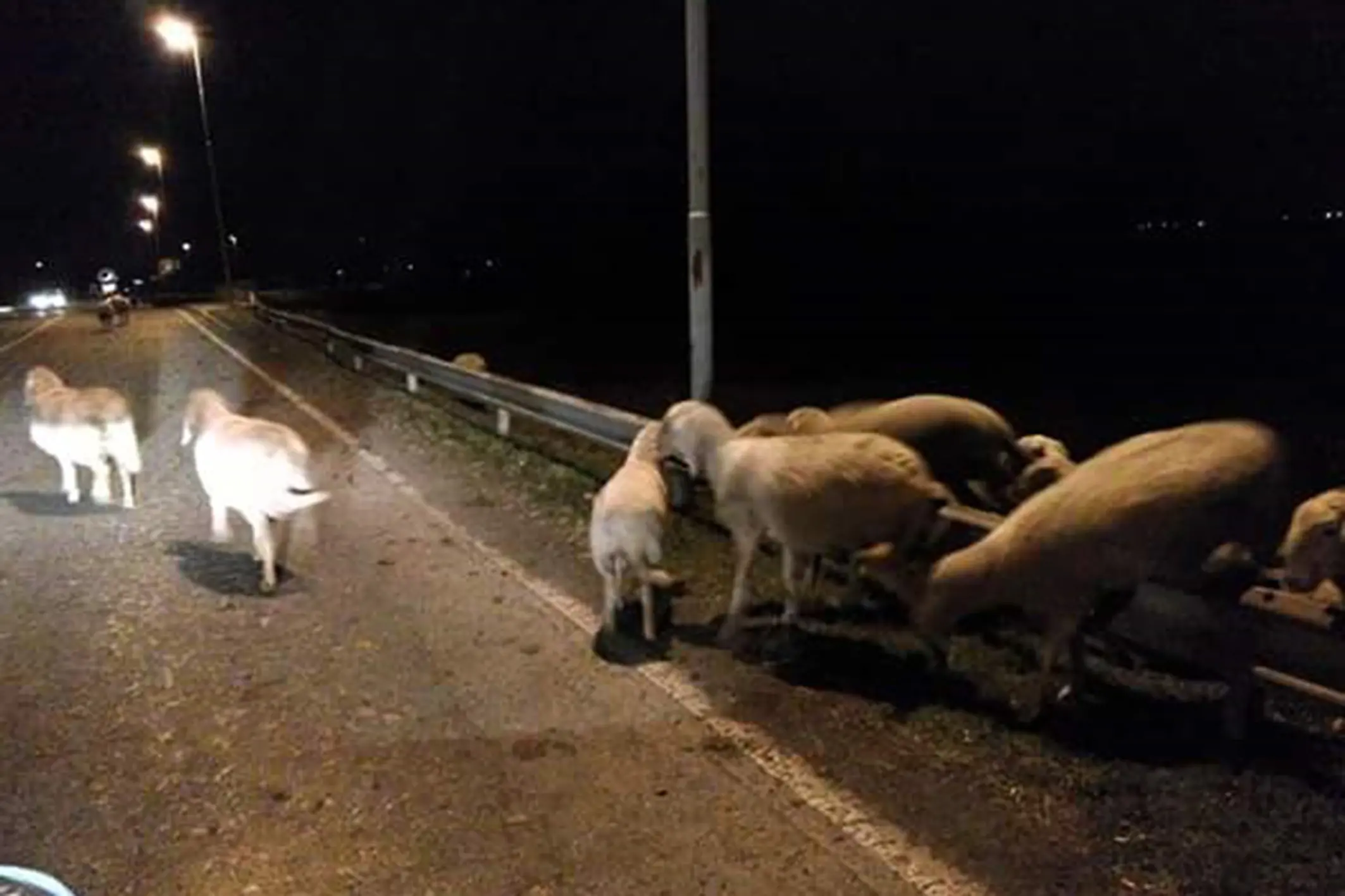 Parabiago, pecore smarrite invadono la strada