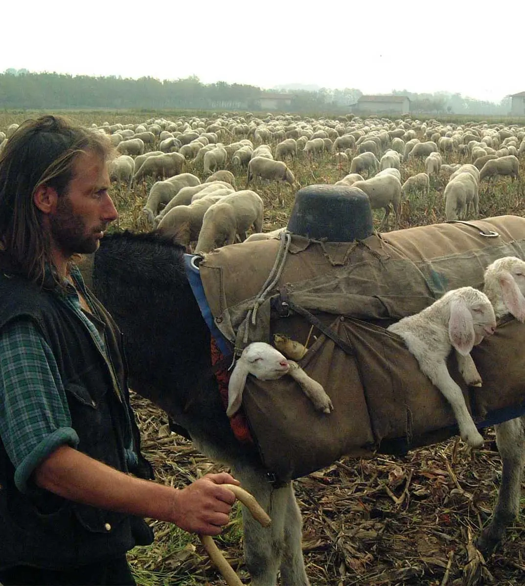 In Brianza tornano i pastori: spazio al progetto 'Natura vagante'