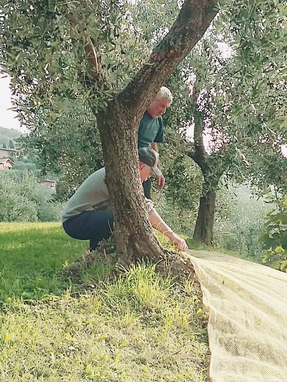 Olio Extravergine d'Oliva: il Gambero Rosso premia quattro bresciani