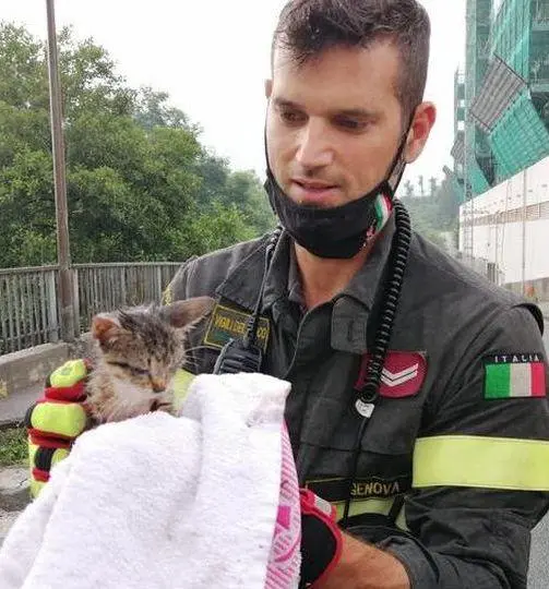 Cagnolino, gatto e cigno Tutti salvati dai pompieri