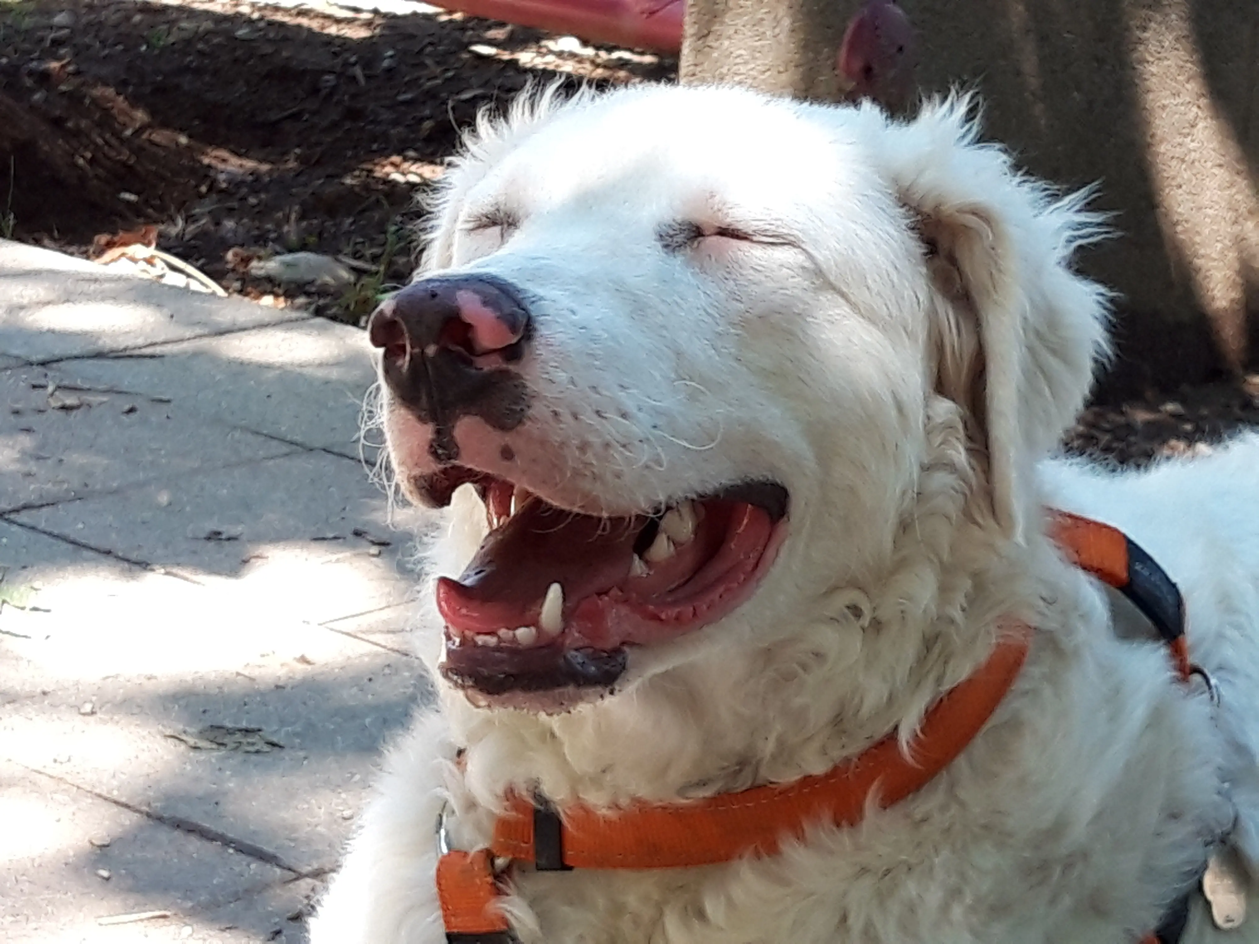 Cane e padrone, addio alla ciccia senza stress: 5 regole per essere tutti e due in forma