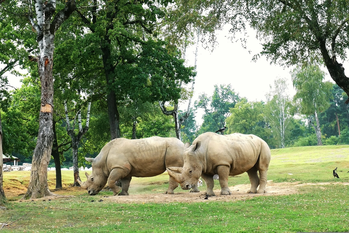 Safari Park Lago Maggiore