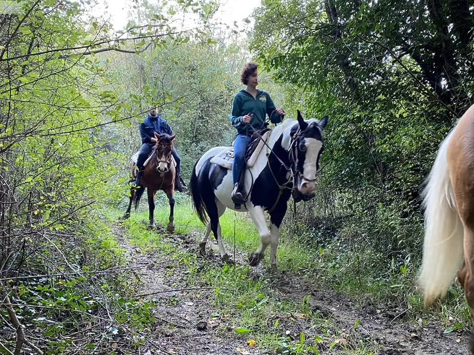 Cucciago, colpito allo stomaco da un cavallo: anziano operato d'urgenza