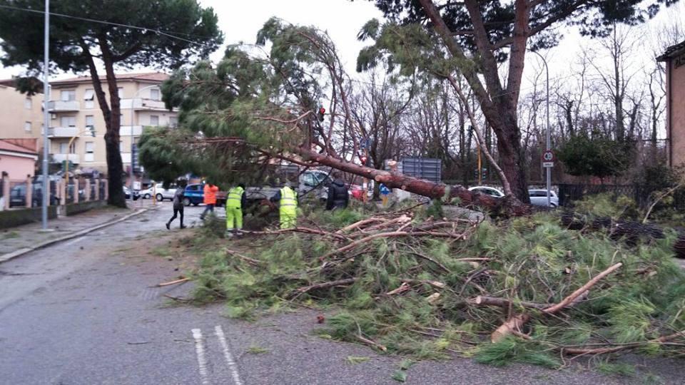 Emergenza Maltempo Alberi Caduti E Incidenti Nel Lodigiano