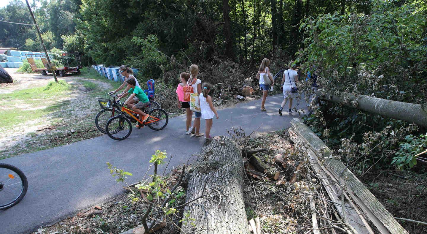 Alberi Sradicati E Rami Spezzati Il Maltempo Ha Lasciato Un Disastro