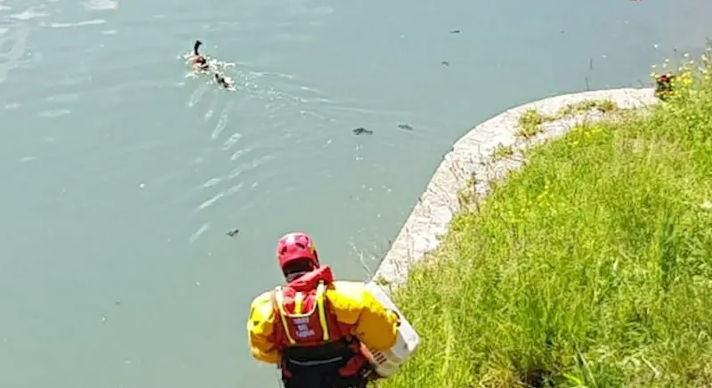 Anatroccoli in trappola nelle chiuse dell'Adda: salvati dai vigili del fuoco