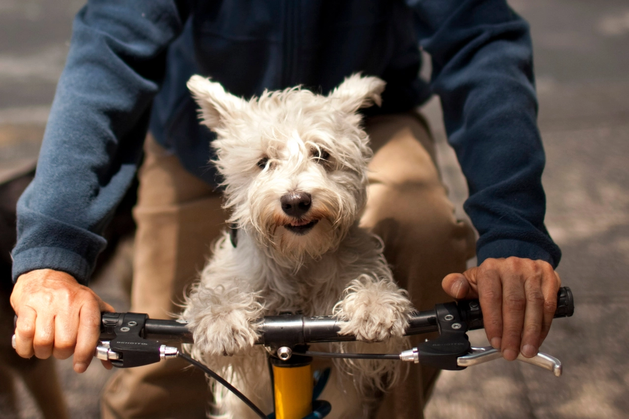 Una bicicletta