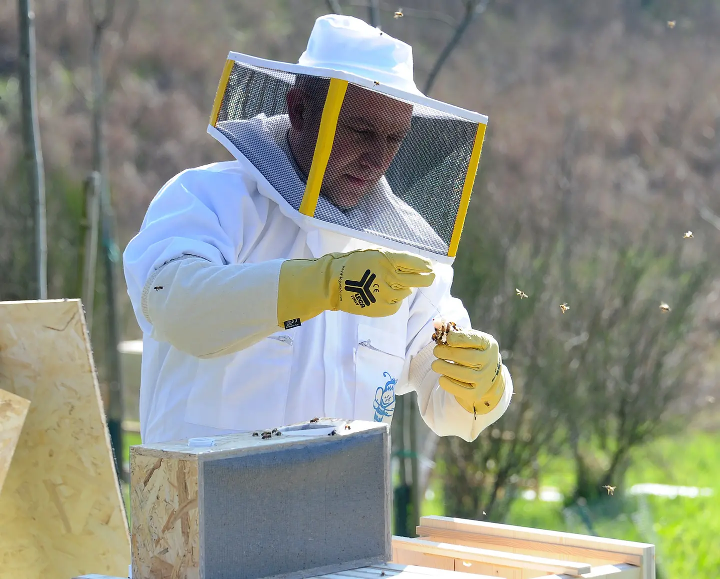 Casorezzo, ripopolare le api: il Comune ci crede