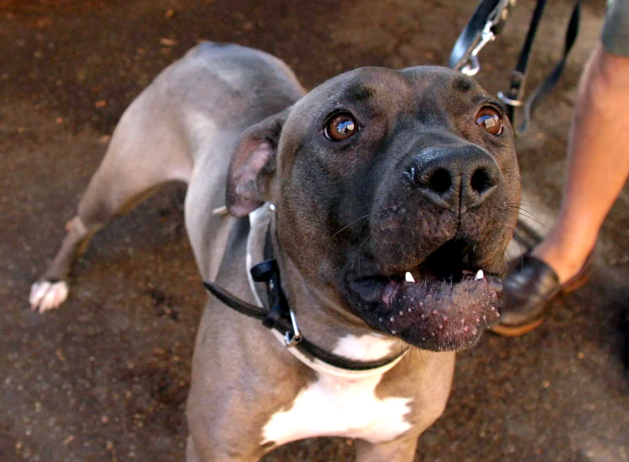 Zinasco, il pitbull di casa attacca padrona, figlia e fidanzato: ricoverati in ospedale