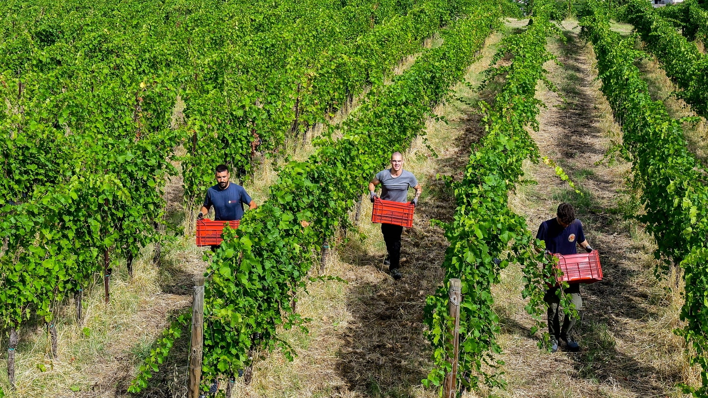 Vendemmia in Oltrepò Pavese