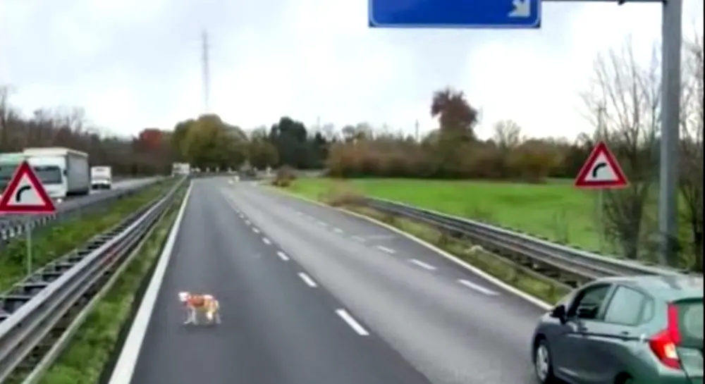 Lecco, cane sulla superstrada: camionista gli fa da scudo e lo salva