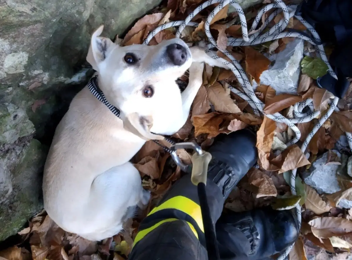 Como, cagnolino cade nel dirupo: trovato dopo cinque giorni