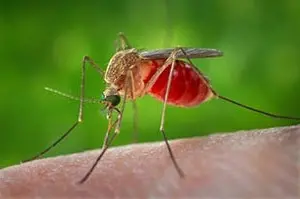 Allarme West Nile Virus, un terzo in più da inizio agosto: la Bassa resta l'area critica