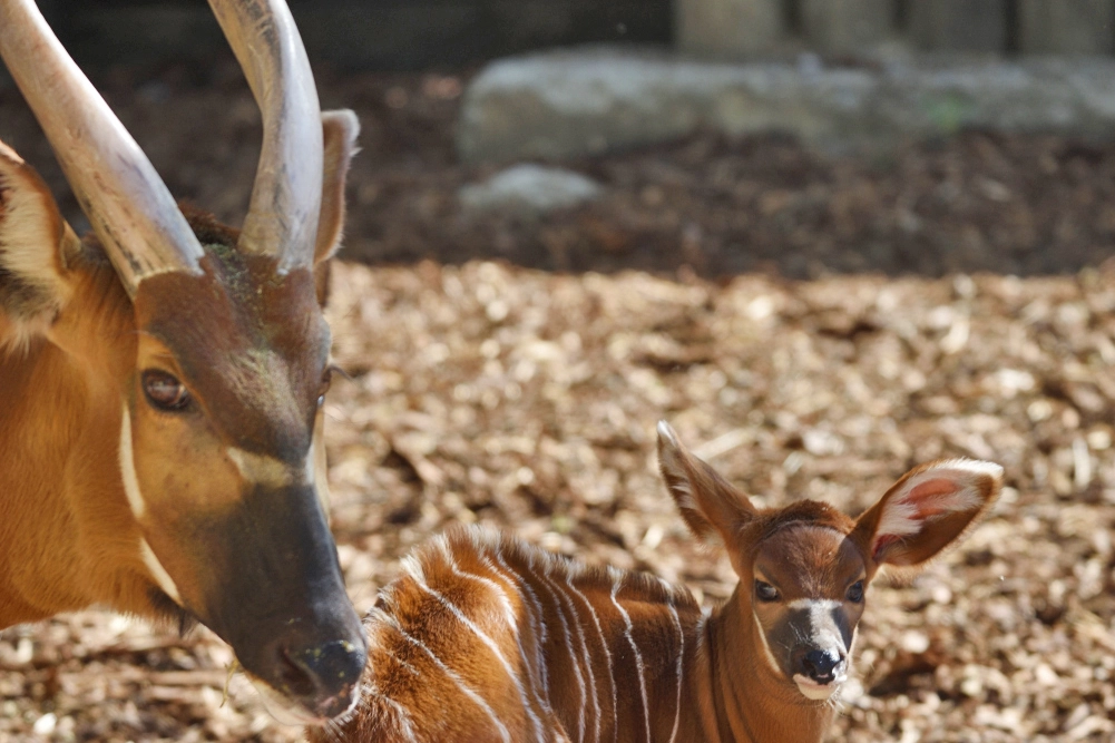 La piccola antilope con la mamma